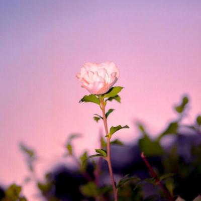 ���¸����΢��ͷ��羰        ��������������