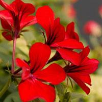 Ԣ��2019����΢��ͷ��     ������ζ