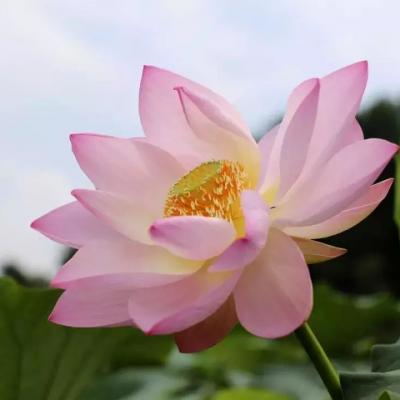 Ԣ��2019����΢��ͷ��     ������ζ