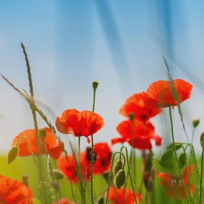 2019΢�ż�������ͷ��      �绨���۲�