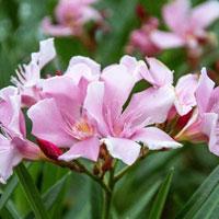 Ԣ��2019����΢��ͷ��     ������ζ