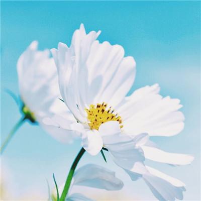 2019΢�ż�������ͷ��      �绨���۲�