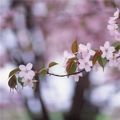 2019΢�ż�������ͷ��      �绨���۲�