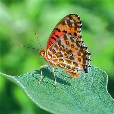 2019΢�ż�������ͷ��      �绨���۲�