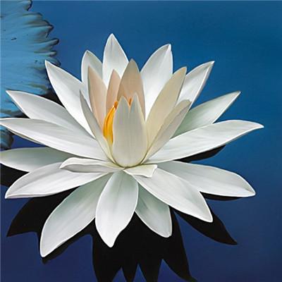 2019΢�ż�������ͷ��      �绨���۲�