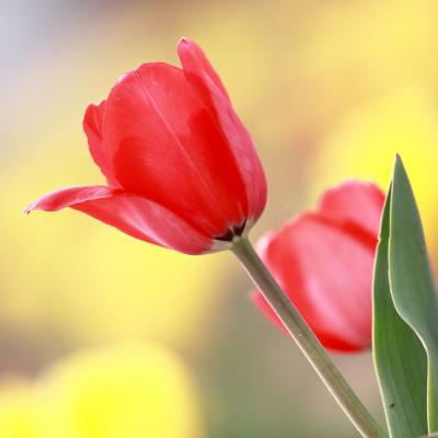 2019΢�ż�������ͷ��      �绨���۲�