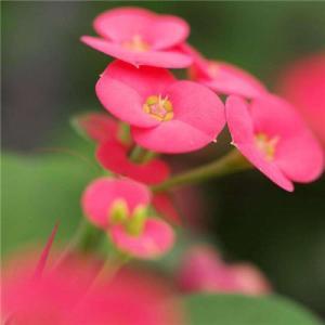 ��������˵�΢��ͷ��      ��̾������