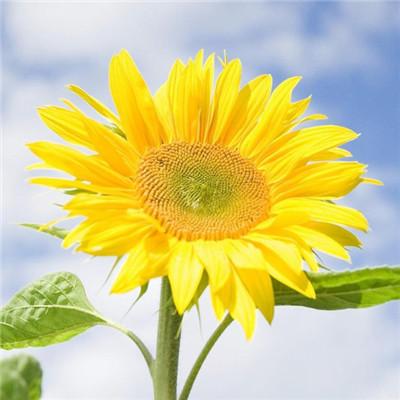 ��������˵�΢��ͷ��      ��̾������