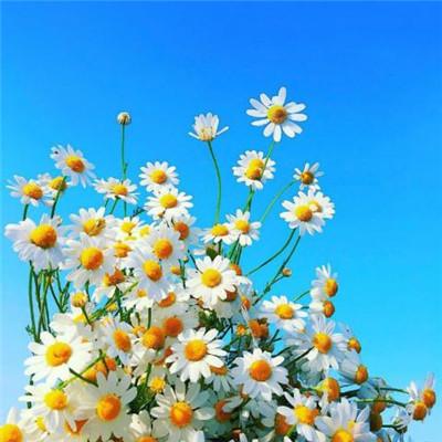 ��������˵�΢��ͷ��      ��̾������