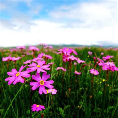 ��������˵�΢��ͷ��      ��̾������