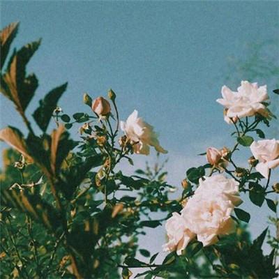 ��������˵�΢��ͷ��      ��̾������