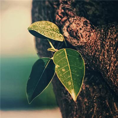 ��������˵�΢��ͷ��      ��̾������