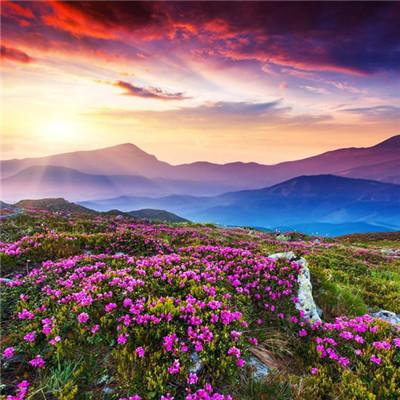 ��������˵�΢��ͷ��      ��̾������