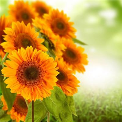 ��������˵�΢��ͷ��      ��̾������