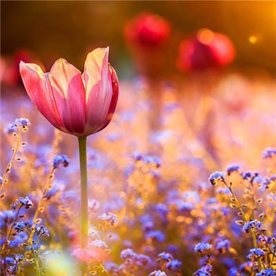 ��������˵�΢��ͷ��      ��̾������