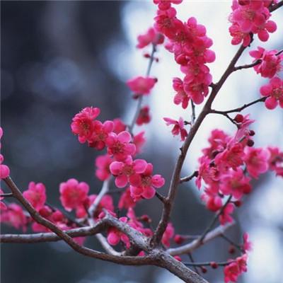 ��������˵�΢��ͷ��      ��̾������