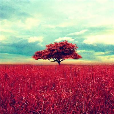 ��������˵�΢��ͷ��      ��̾������