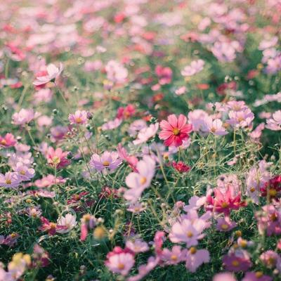 ΢��ͷ��羰����ͼƬ     ��ů����