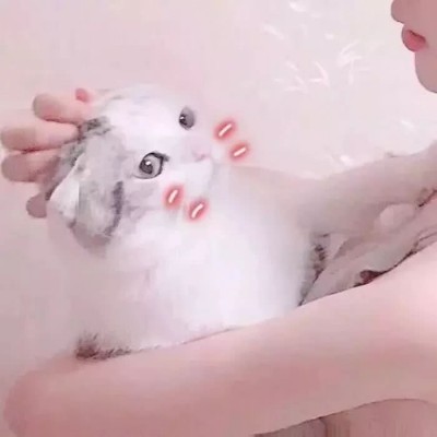 ���շݵ�����ͷ��