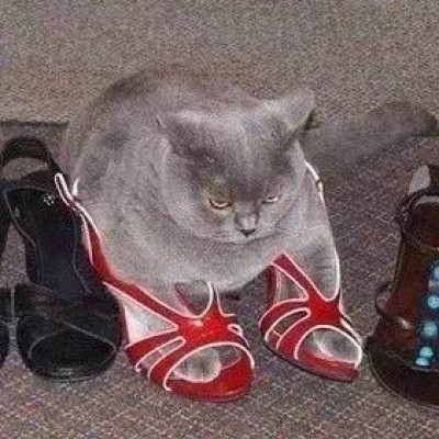 ���շݵ�����ͷ��