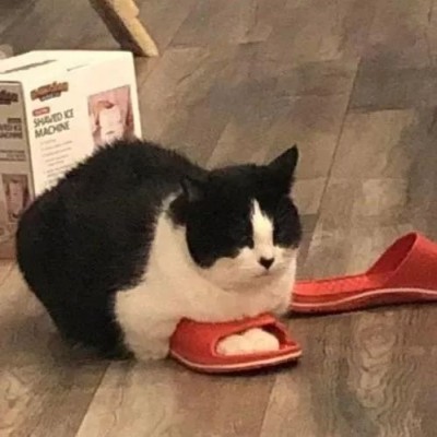 ���շݵ�����ͷ��