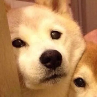 ���շݵ�����ͷ��