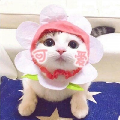 �ɰ�������ͷ.��ҹ��������ʧ����   ����������ж��˻�