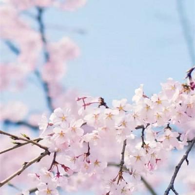 ���ձ���ͼ