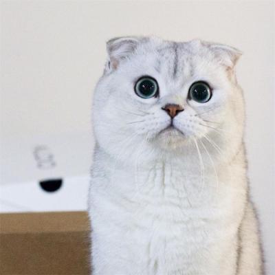 ΢��ͷ���ȳ�ɰ�ͼƬ     ����С�ɰ�