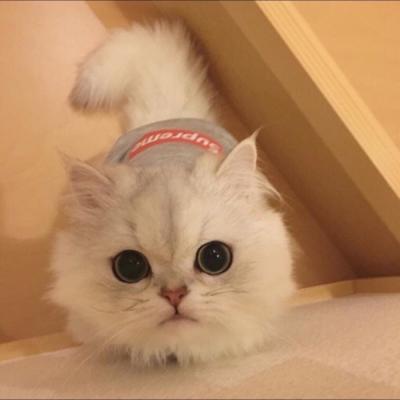 ΢��ͷ���ȳ�ɰ�ͼƬ     ����С�ɰ�