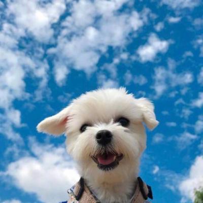 ΢��ͷ���ȳ�ɰ�ͼƬ     ����С�ɰ�