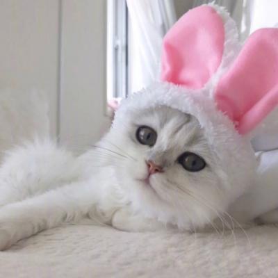 ΢��ͷ���ȳ�ɰ�ͼƬ     ����С�ɰ�