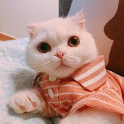 ΢��ͷ���ȳ�ɰ�ͼƬ     ����С�ɰ�