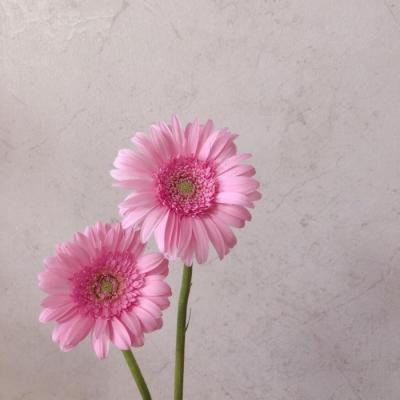 2019����΢��ͷ�� ����         �������