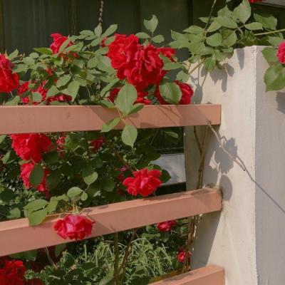 2019����΢��ͷ�� ����         �������