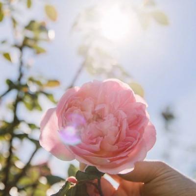 2019����΢��ͷ�� ����         �������