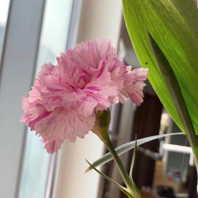 2019����΢��ͷ�� ����         �������