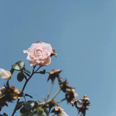 2019����΢��ͷ�� ����         �������