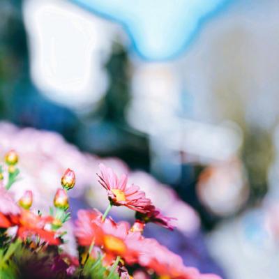 2019����΢��ͷ�� ����         �������