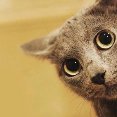 �ȳ�����ͷ��һ��һ��  ������������ĸ��