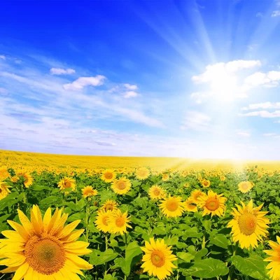 ʮ������ۣ���ͽȻ����ɽˮ֮�����븡��ɢ��