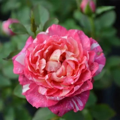 ʮ������ۣ���ͽȻ����ɽˮ֮�����븡��ɢ��