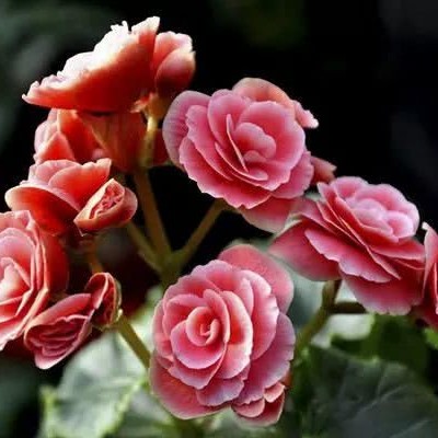 ʮ������ۣ���ͽȻ����ɽˮ֮�����븡��ɢ��