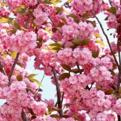 ʮ������ۣ���ͽȻ����ɽˮ֮�����븡��ɢ��