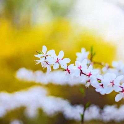 ʮ������ۣ���ͽȻ����ɽˮ֮�����븡��ɢ��