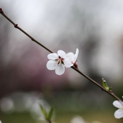 ʮ������ۣ���ͽȻ����ɽˮ֮�����븡��ɢ��