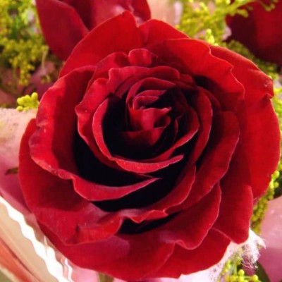 ʮ������ۣ���ͽȻ����ɽˮ֮�����븡��ɢ��