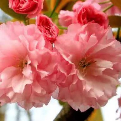 ʮ������ۣ���ͽȻ����ɽˮ֮�����븡��ɢ��