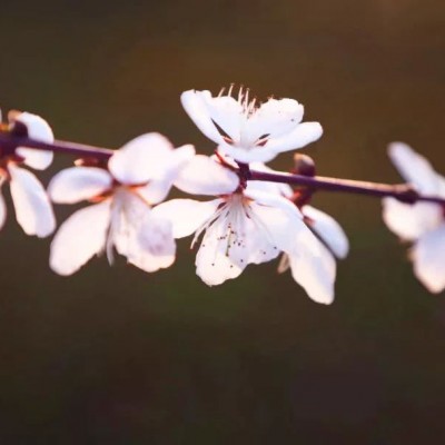 ʮ������ۣ���ͽȻ����ɽˮ֮�����븡��ɢ��