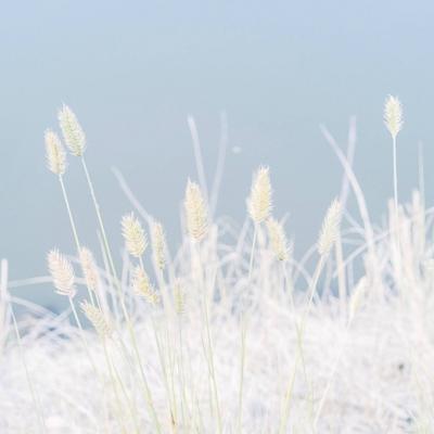 ΢��ͷ��羰����      ϫȾ��ĭ